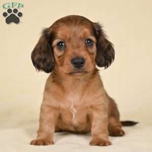 Remmi, Dachshund Puppy
